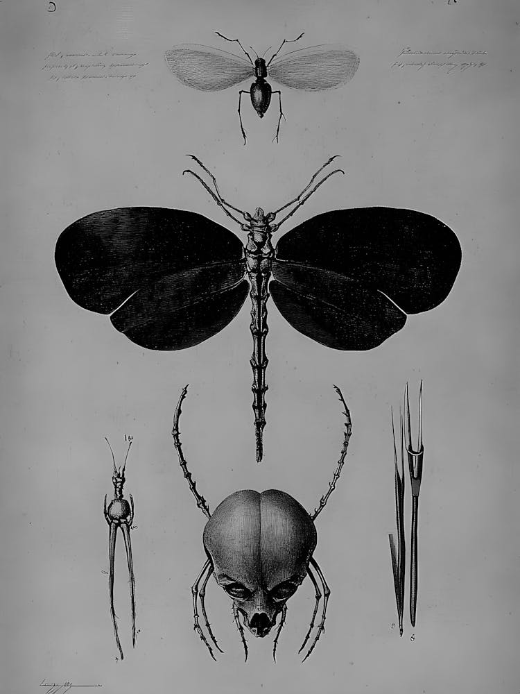 Insects And Spiders