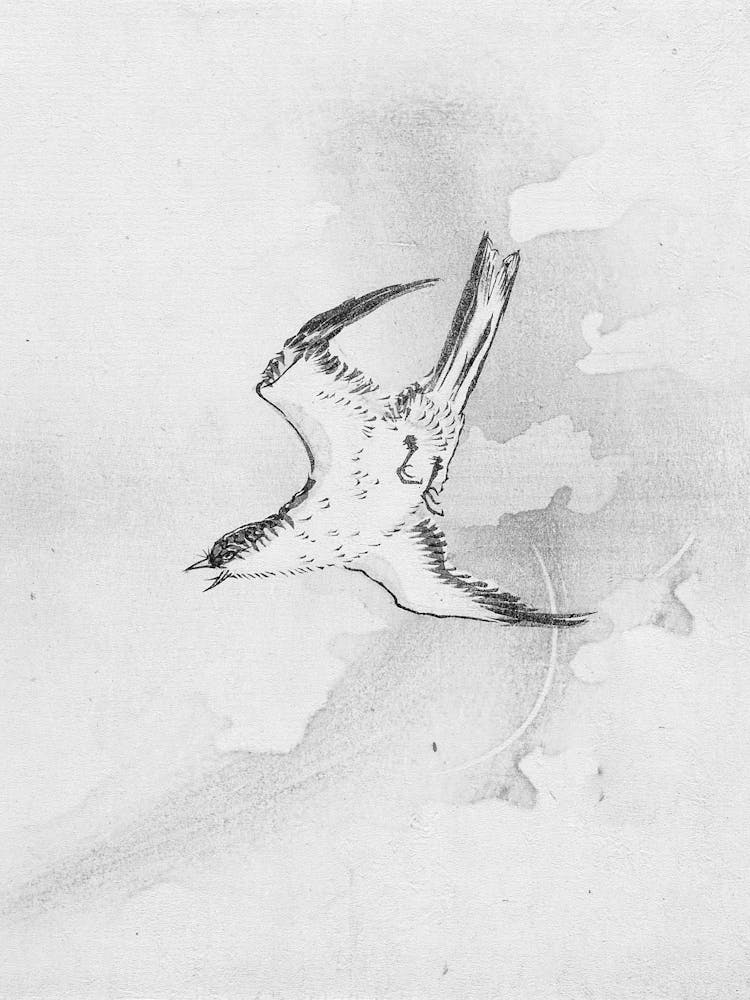 Bird In Flight