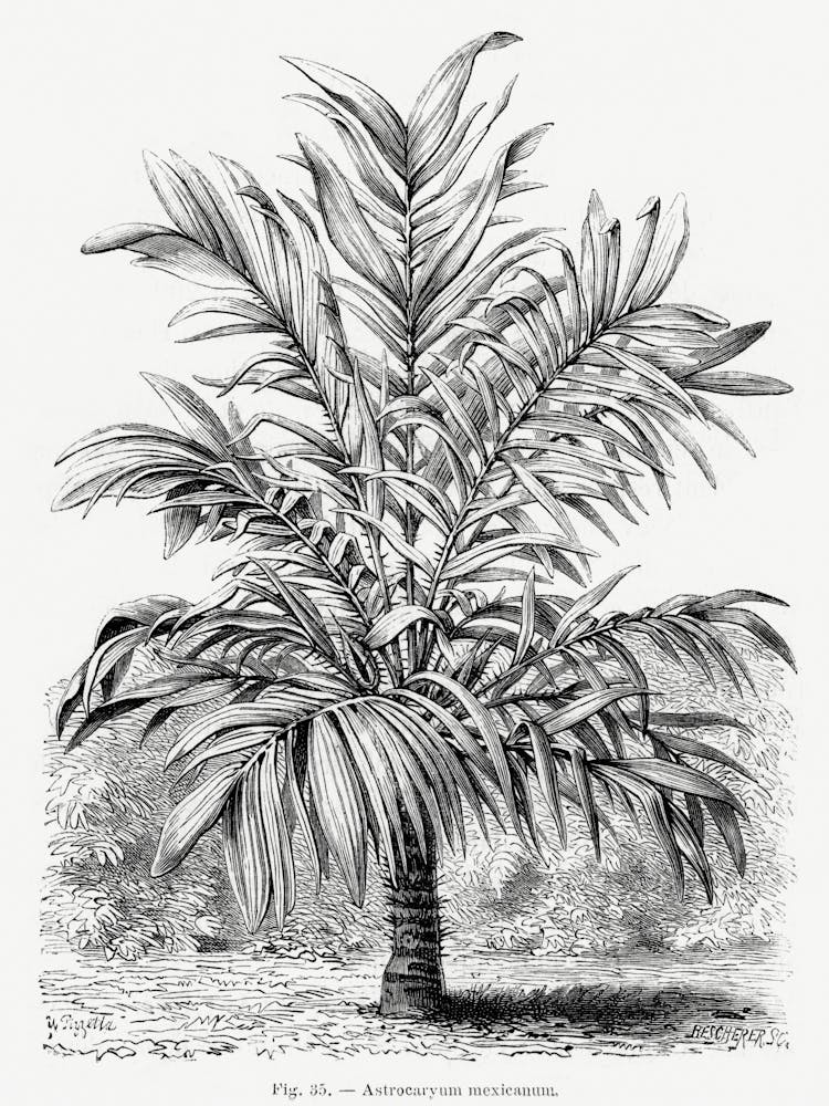 Vintage Palm Tree _2643187