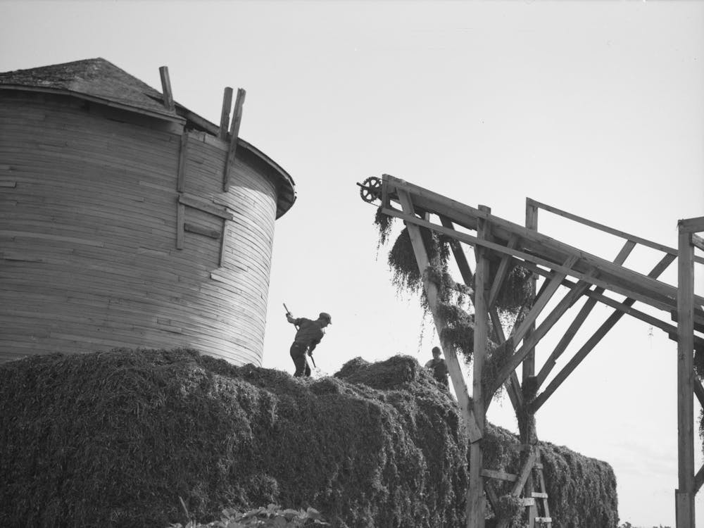 Men Leveling Stack Of Peas Coming From Conveyor At Vinery Near Sun Prairie, Wisconsin By Russell Lee