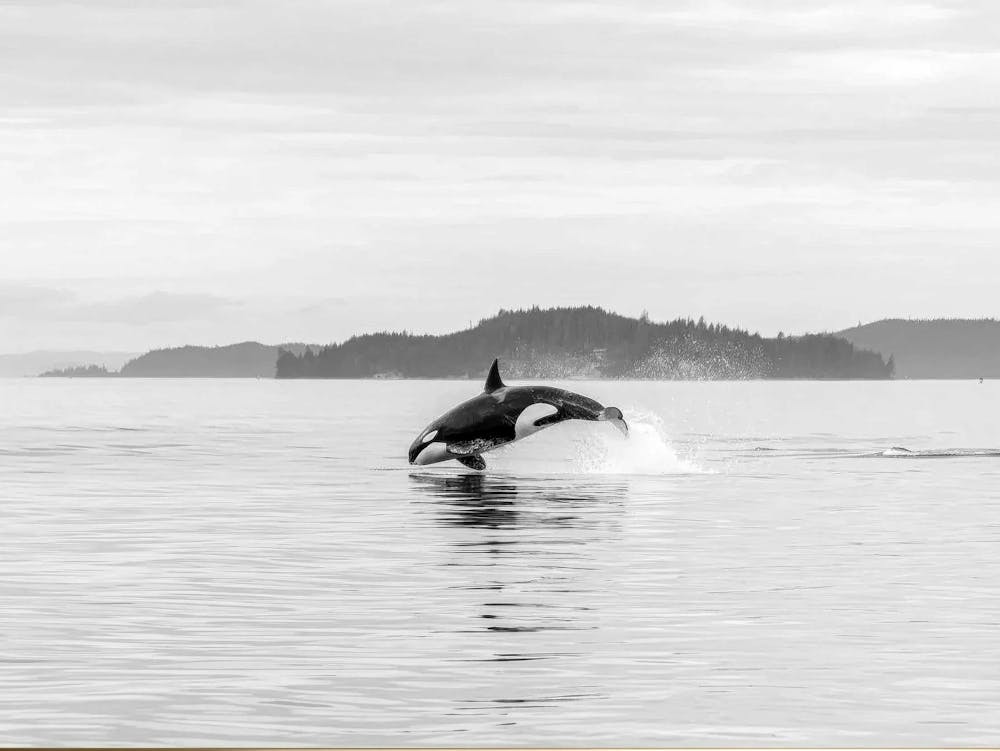 Black White Orca Whale Wildlife