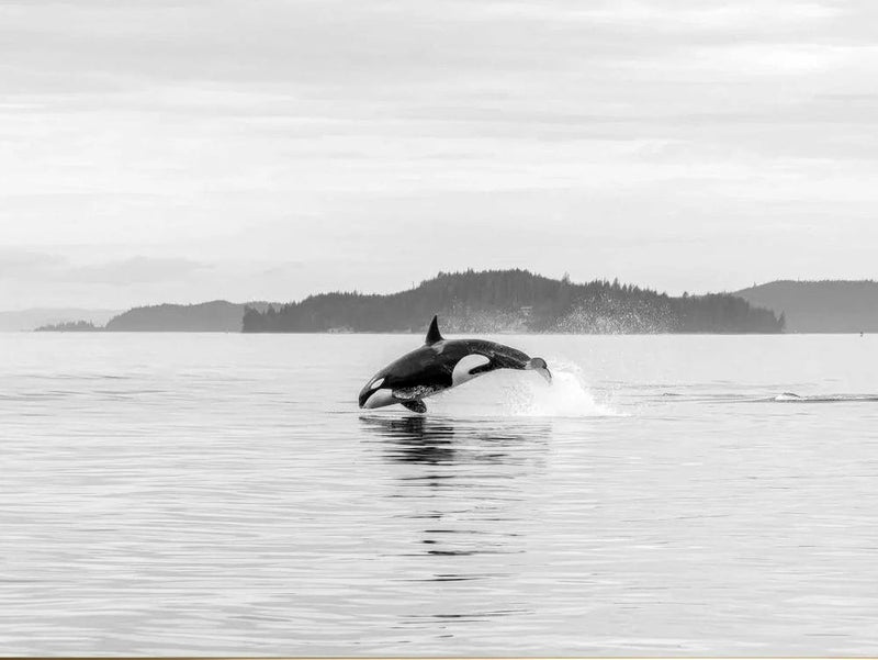 Black White Orca Whale Wildlife