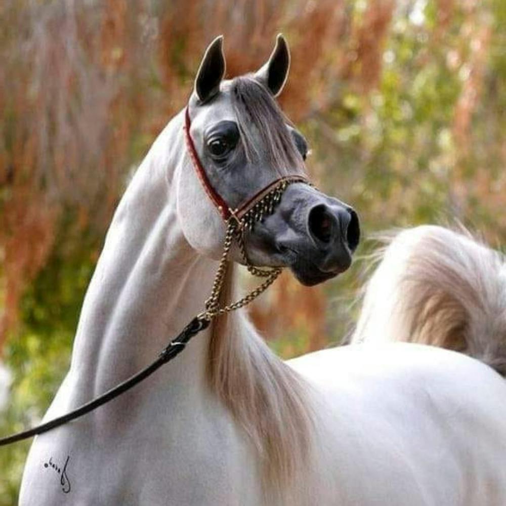 Arabian Horse