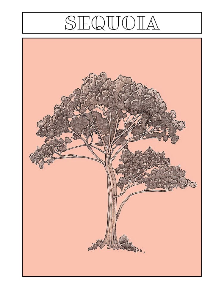 Sequoia Tree Minimalistic Drawing 1 Poster