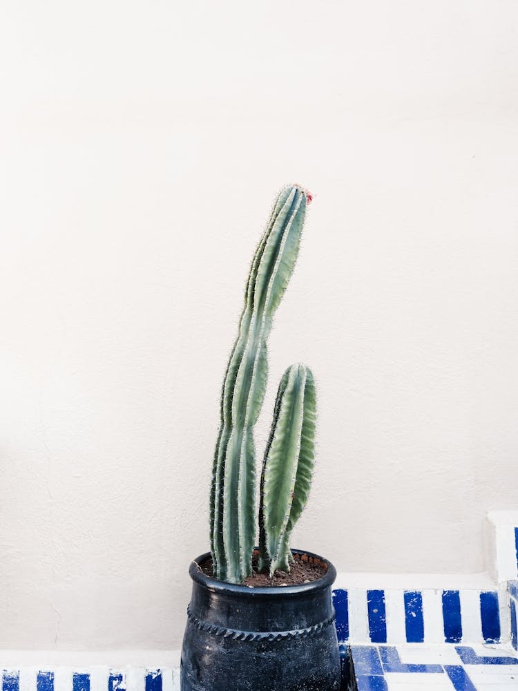 Cactus In A Pot In Morocco