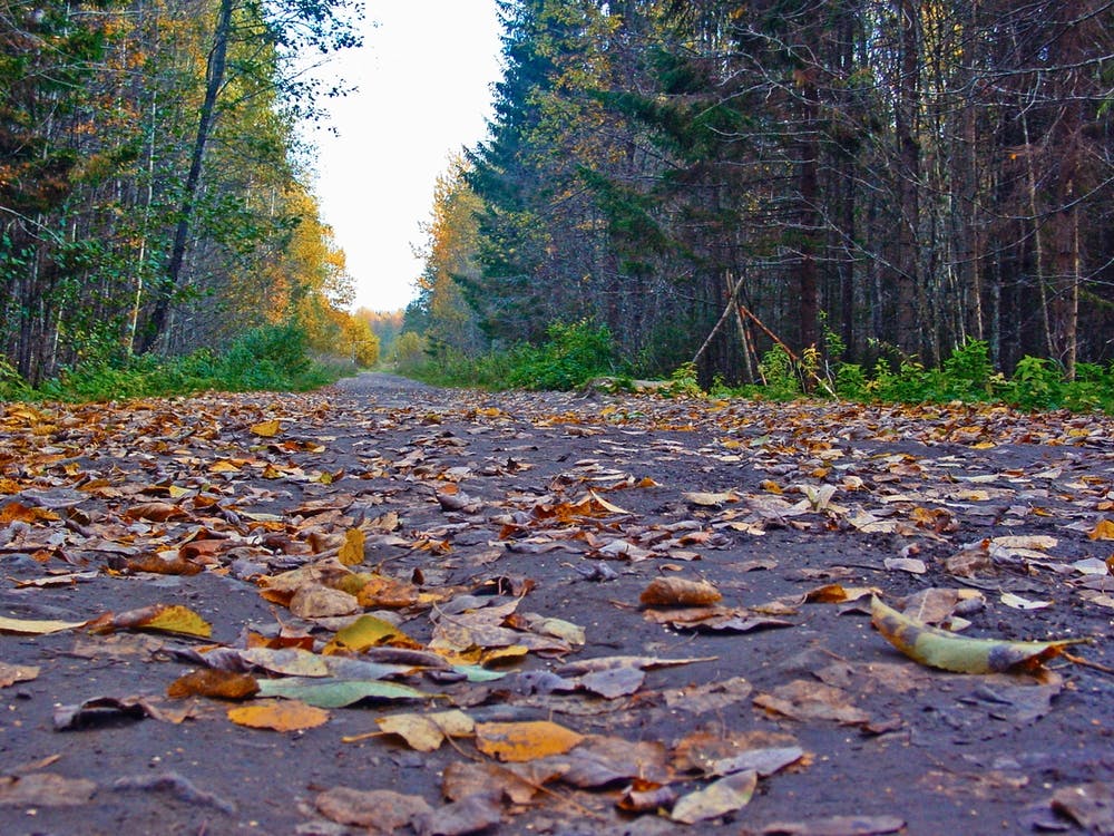 Autumn Road In The Forest Photo