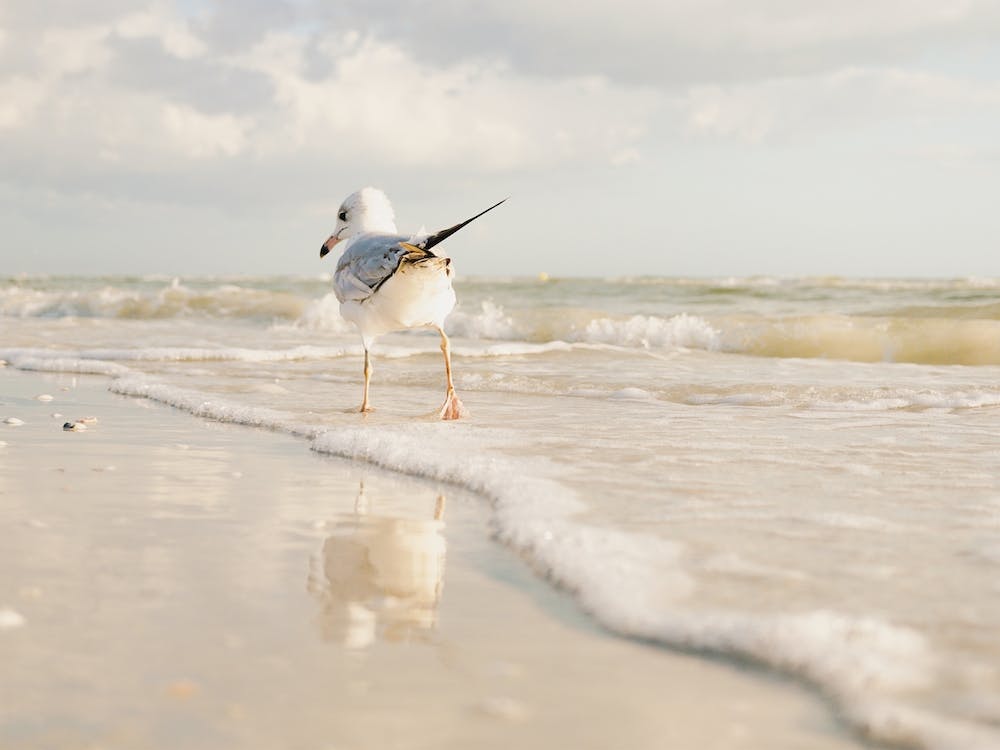 Seagull In Ocean