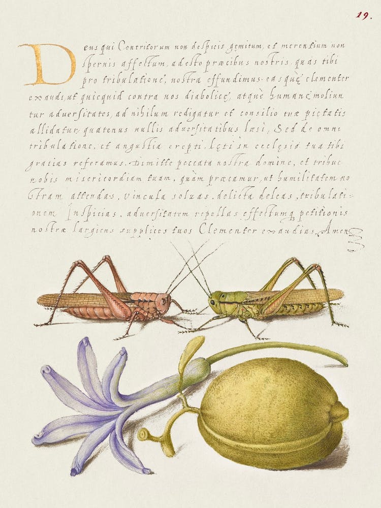 Wart Biter, Grasshopper, Hyacinth, And Almond From Mira Calligraphiae Monumenta, Joris Hoefnagel