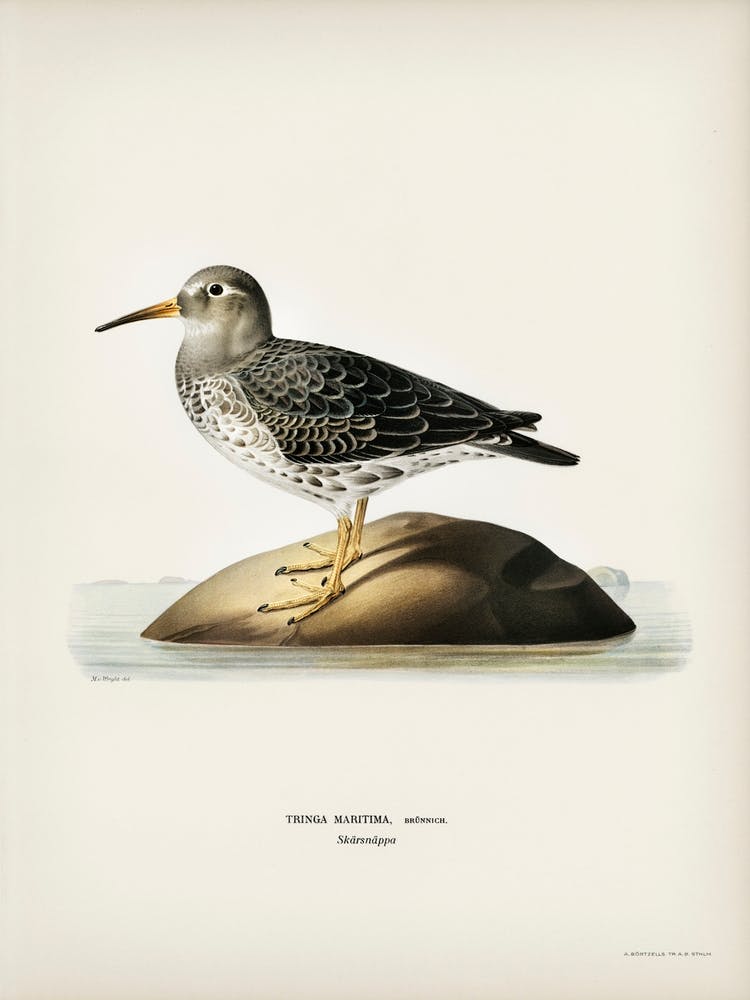 Purple Sandpiper, The Von Wright Brothers