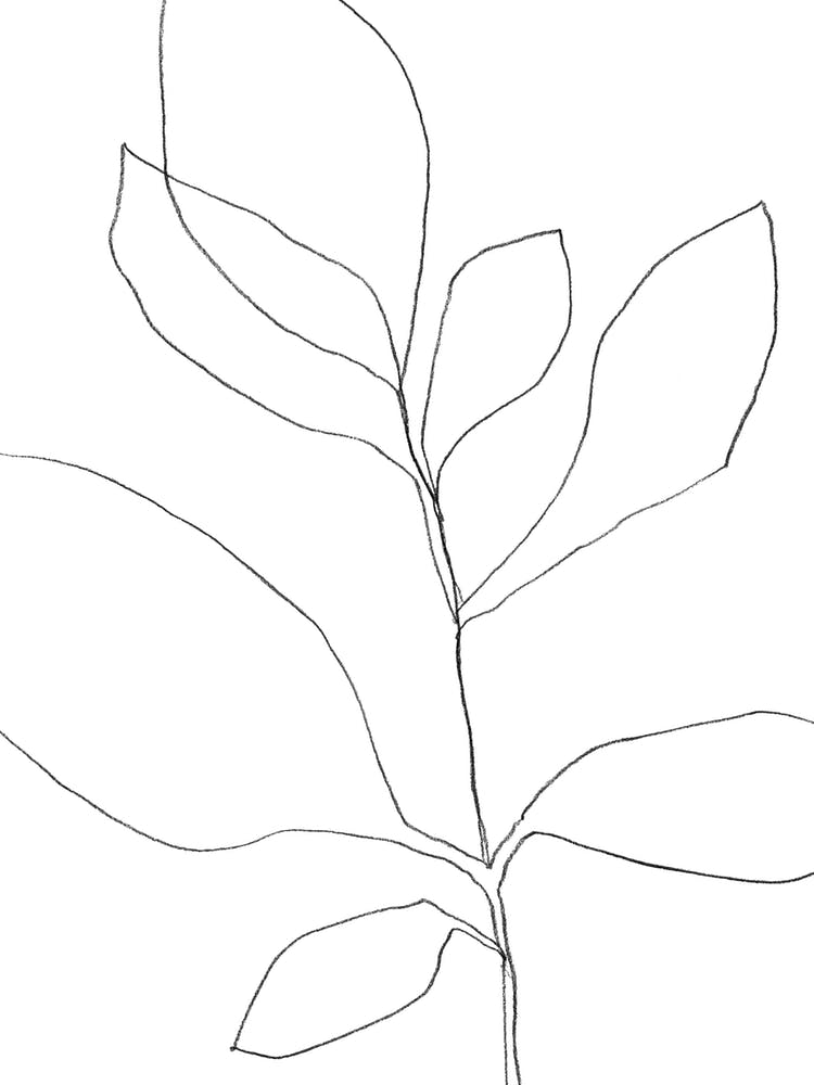 7 Leaf Plant