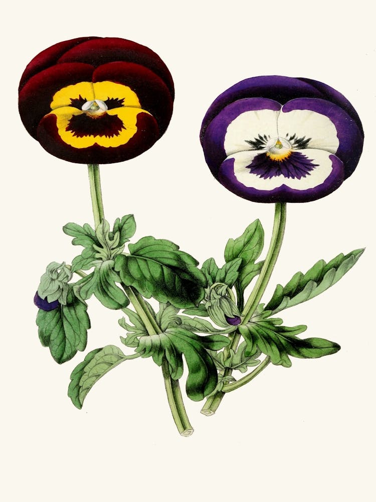 Pansies (1852 1861)