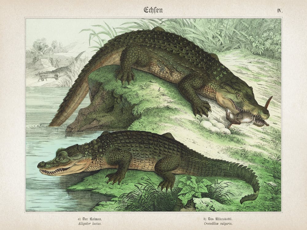 Vintage Schubert 4 Echsen 4