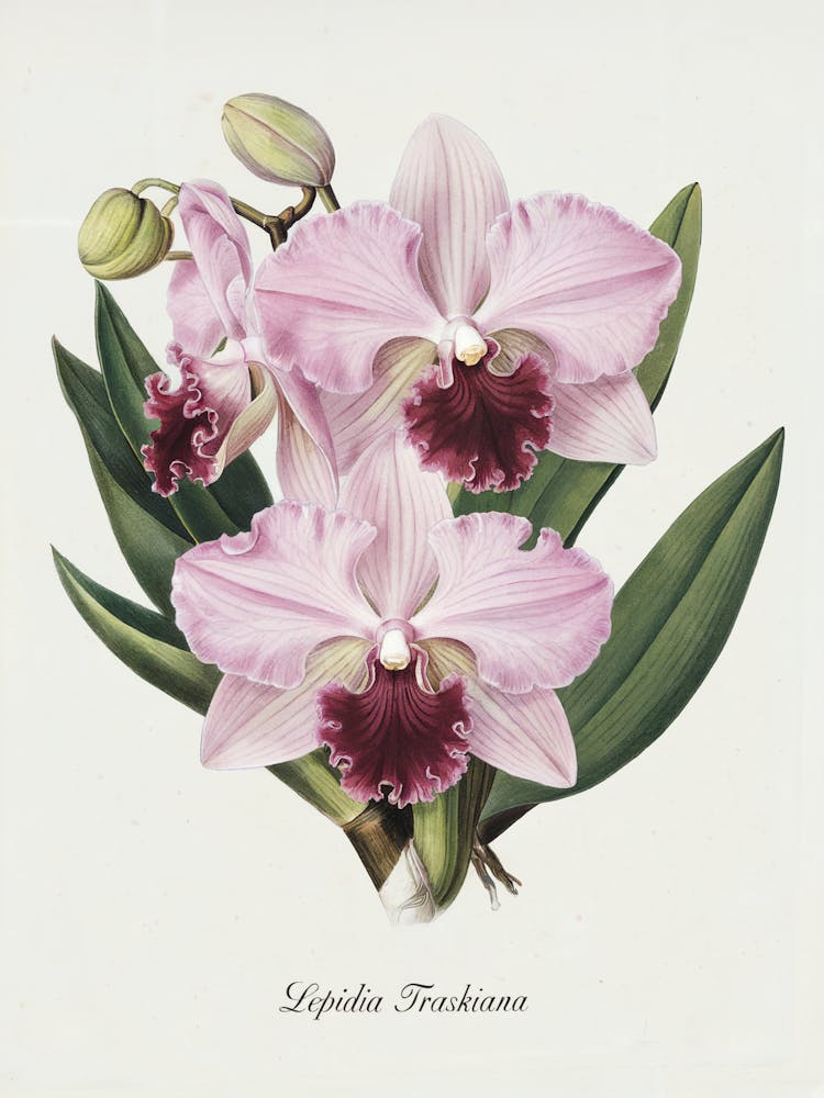 Orchid Botanical Illustration - Lepidia Traskiana
A detailed botanical illustration of the elegant Lepidia Traskiana orchid, showcasing its delicate pink petals and deep magenta center. A timeless piece that adds a touch of sophistication and natural beauty.
Perfect for a bedroom, living room, or study, enhancing the space with elegance and botanical charm.