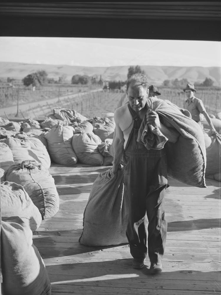 Transport de sacs de houblon dans la salle de séchage du four, Yakima County, Washington, Le houblon reste au séchage du four