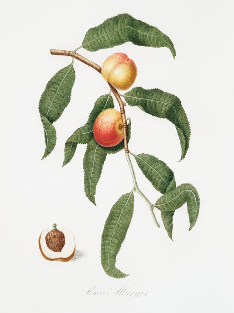 Peach (Persica Alberges) From Pomona Italiana (1817 1839), Giorgio Gallesio