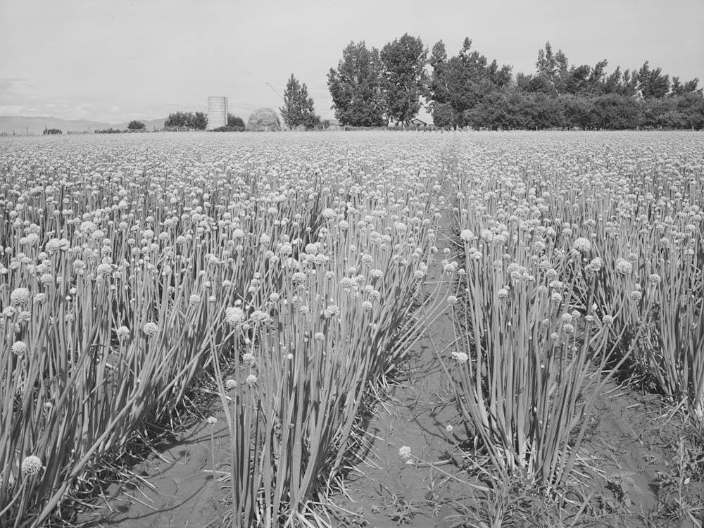 Onions Raised For Seed, Canyon County, Idaho, Approximately 3000 Carloads Of Onions Are Shipped From Idaho Annually