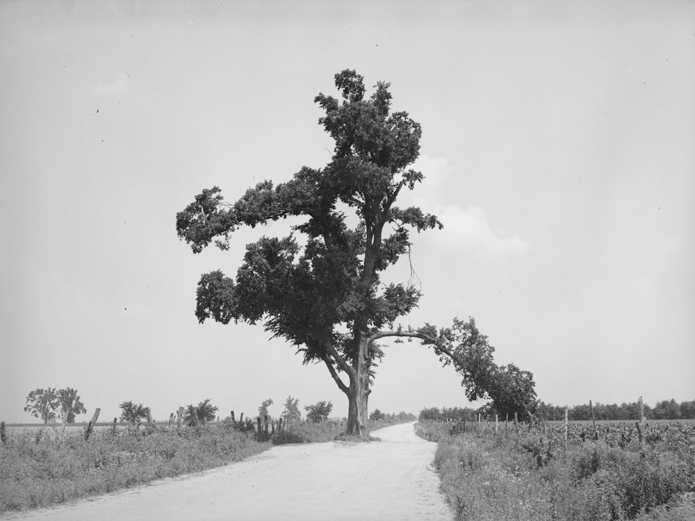 New Madrid County, Missouri, The Hanging Tree By Russell Lee