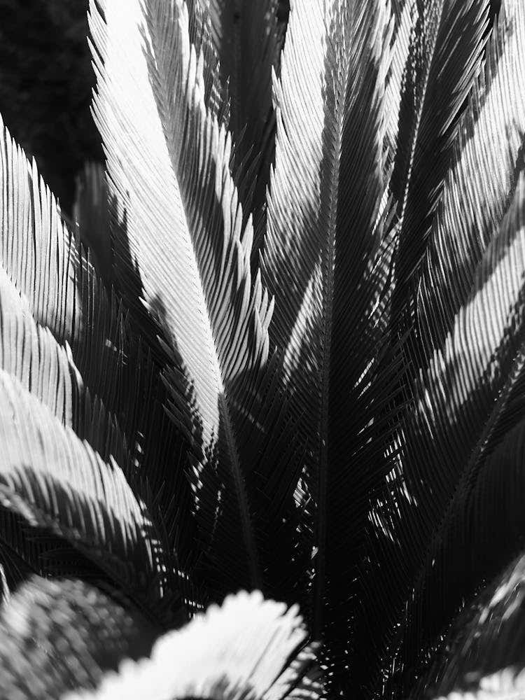 Windy Palm leaves // Ibiza Nature & Travel Photography