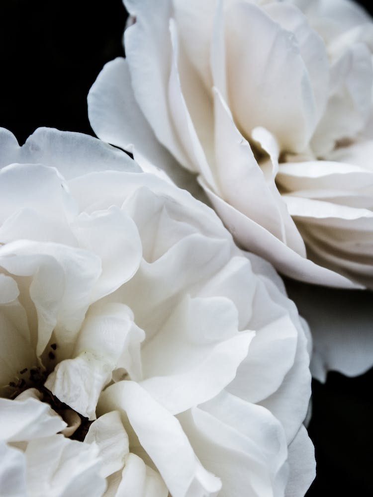 White Roses