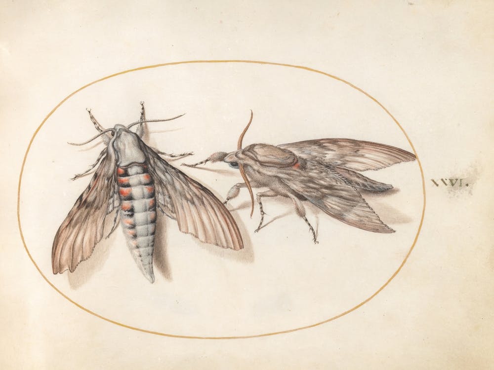 Two Hawk Moths, Joris Hoefnagel