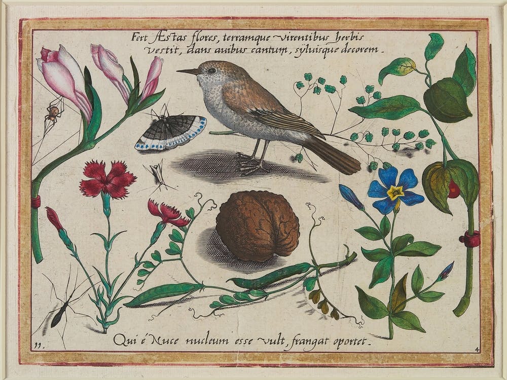 Summer Brings Forth Flowers, And Clothes The Earth With Green Grass, Giving Song To The Birds And Beauty To The Trees (1592), Joris Hoefnagel