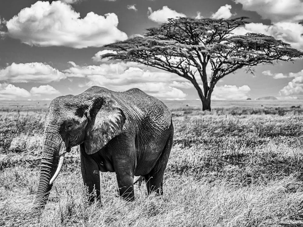 Elephant In The Savannah 1