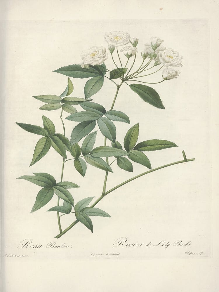 Rose Illustration, Pierre Joseph Redoute(105)