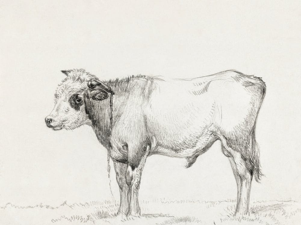 Stehender Jungstier, Jean Bernard