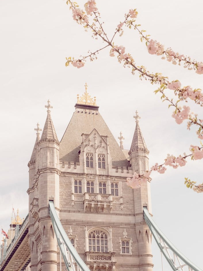 Tower Bridge  I with pink blossoms