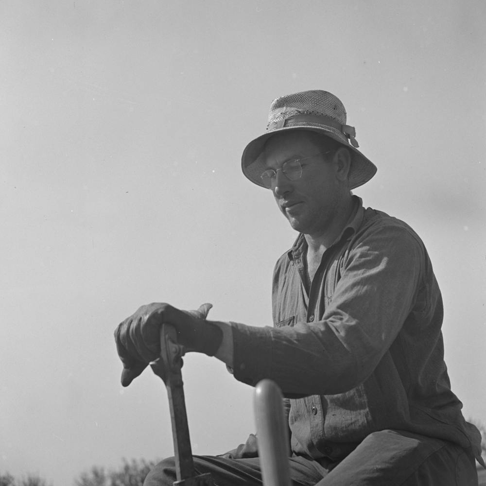 Merced County, California, Farmer Operating Peanut Planter, He Is First Man In California To Plant Peanuts, Which Ar