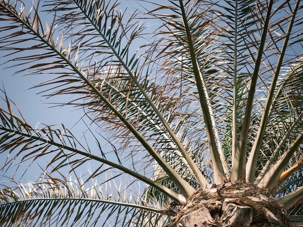 Palm // Ibiza Nature & Travel Photography