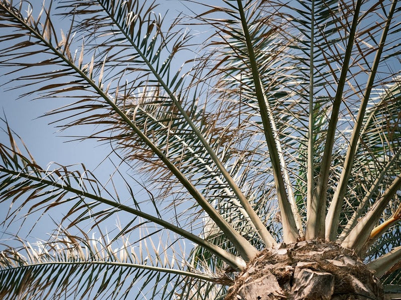 Palm // Ibiza Nature & Travel Photography