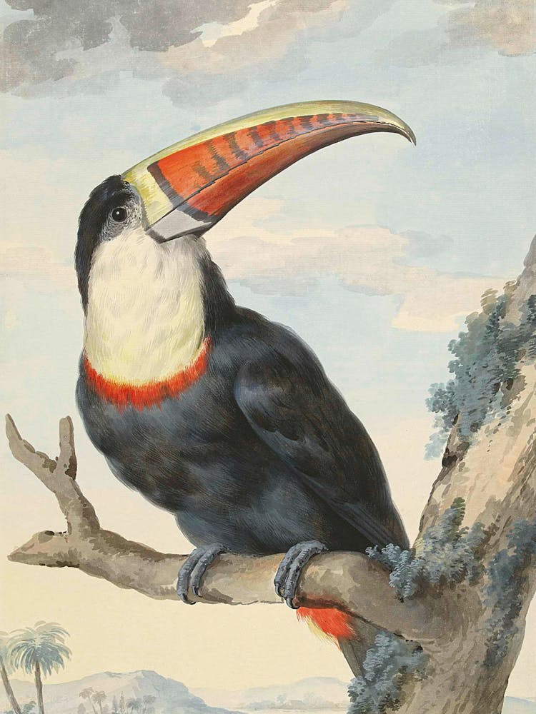 Toucan