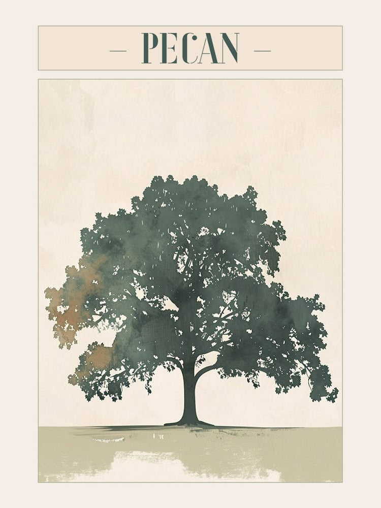 Pecan Tree Minimal Japandi Illustration 1 Poster