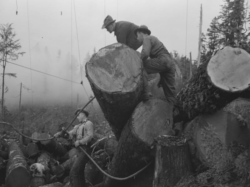 The Choker Puts Choker Loop On Log For Transporting From Woods To Yard By Means Of Donkey Engine, Cables And