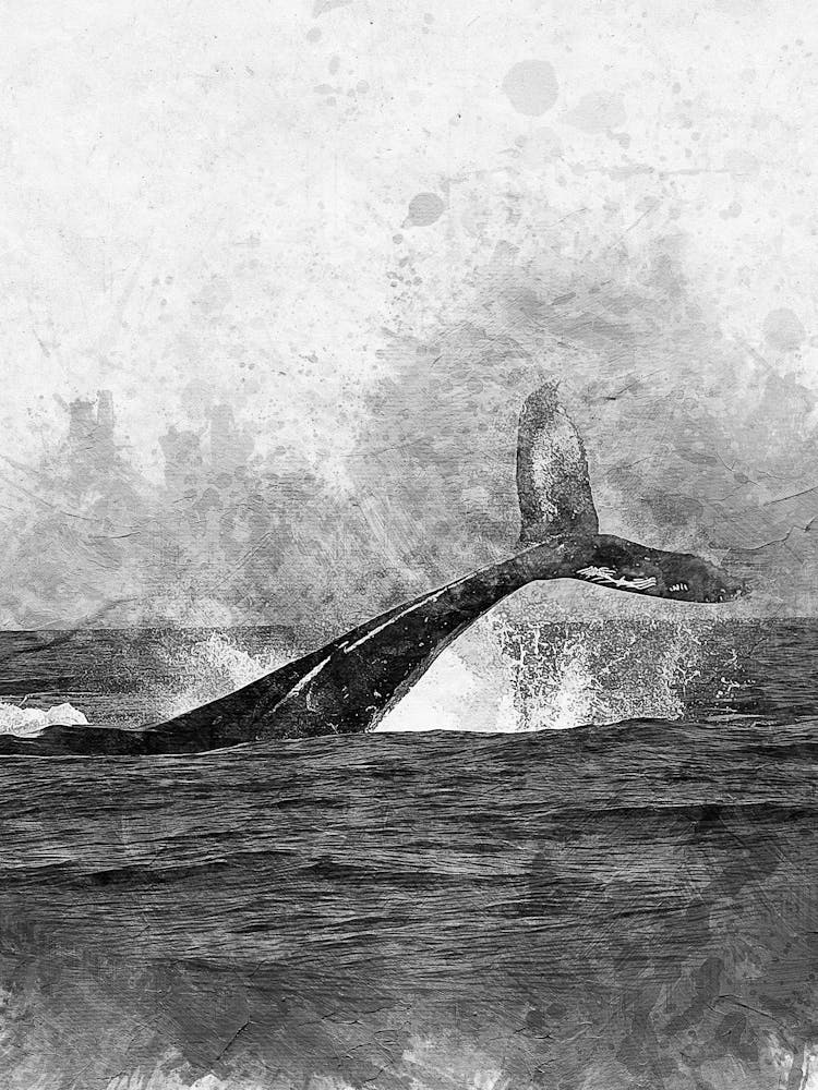 Humpback Whale Breaching