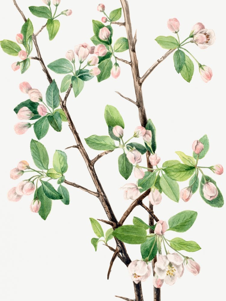 Vintage Botanical Mary Vaux Walcott _2732433