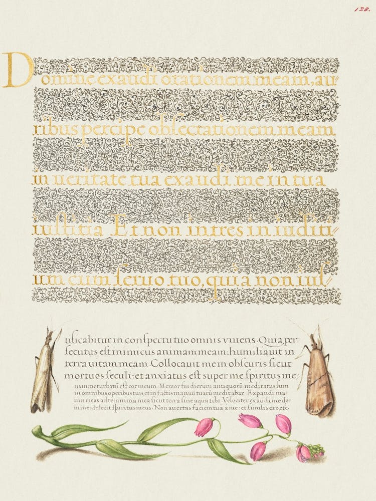 Grass Moths And Milkwort From Mira Calligraphiae Monumenta, Joris Hoefnagel