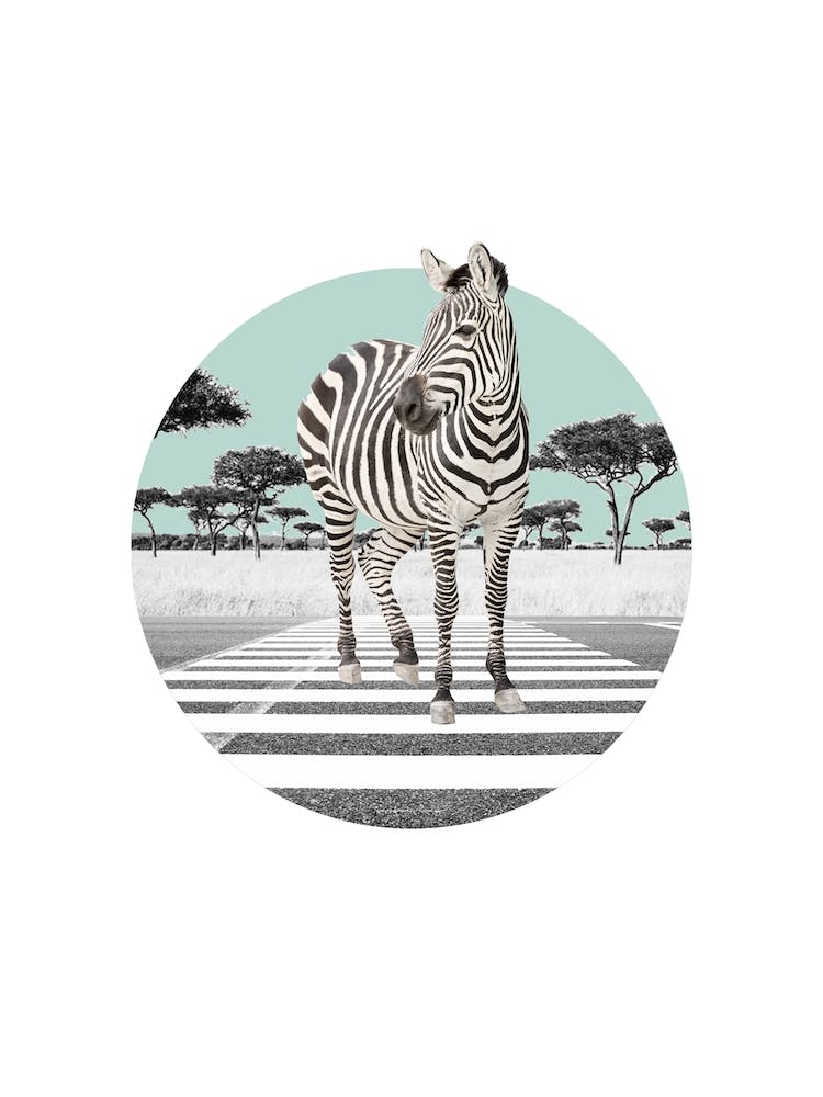Zebra Collage