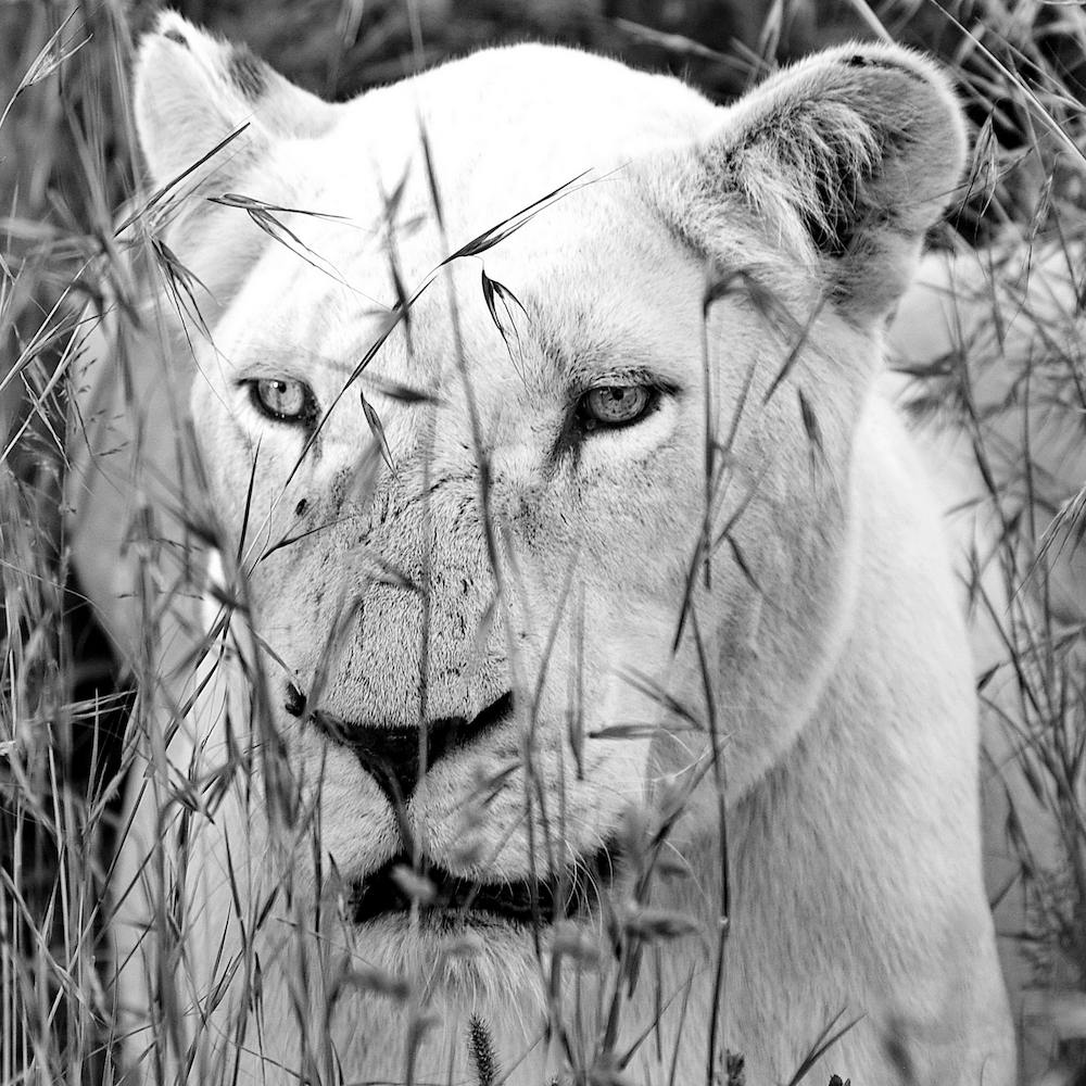 Lion Female