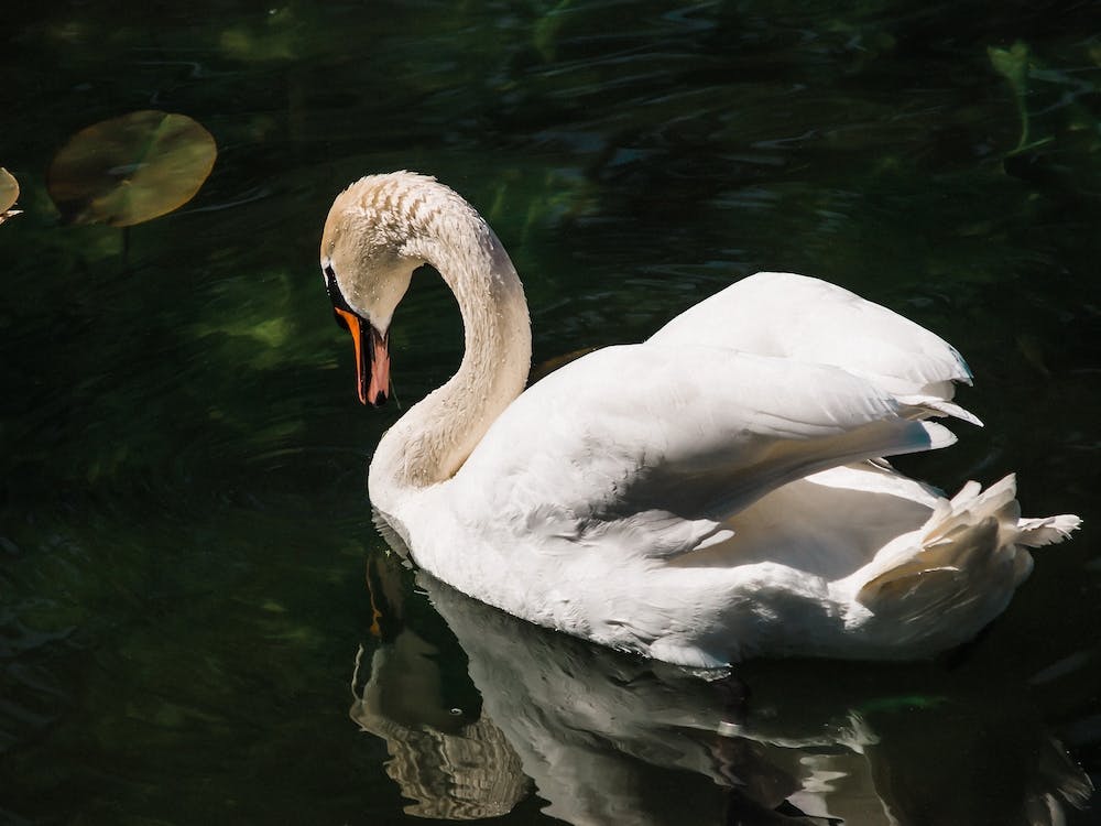 A Swan in Copenhagen