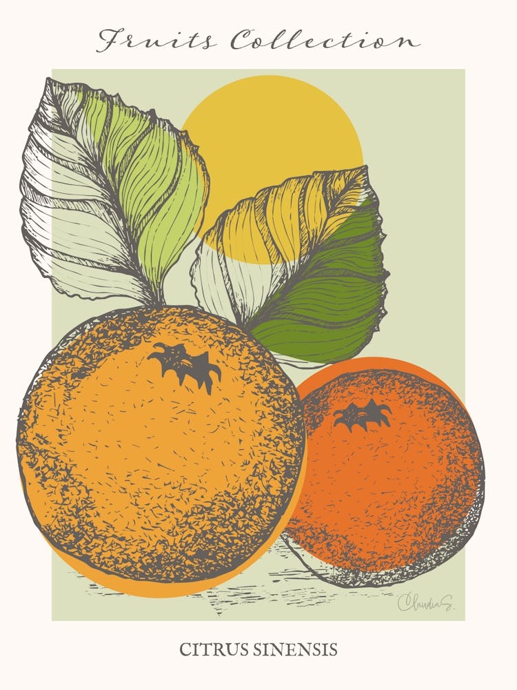 Citrus Collection Orange Fruit