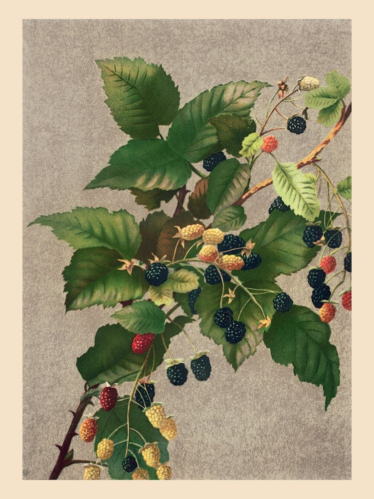 Blackberries,  Prang & Co