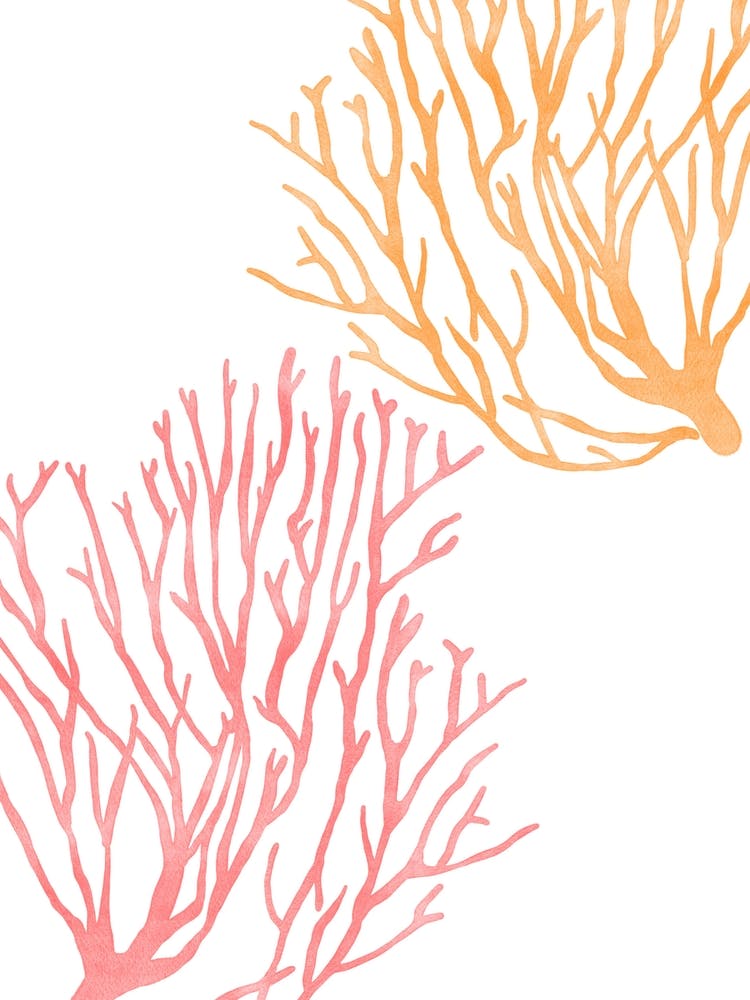 Watercolor Coral