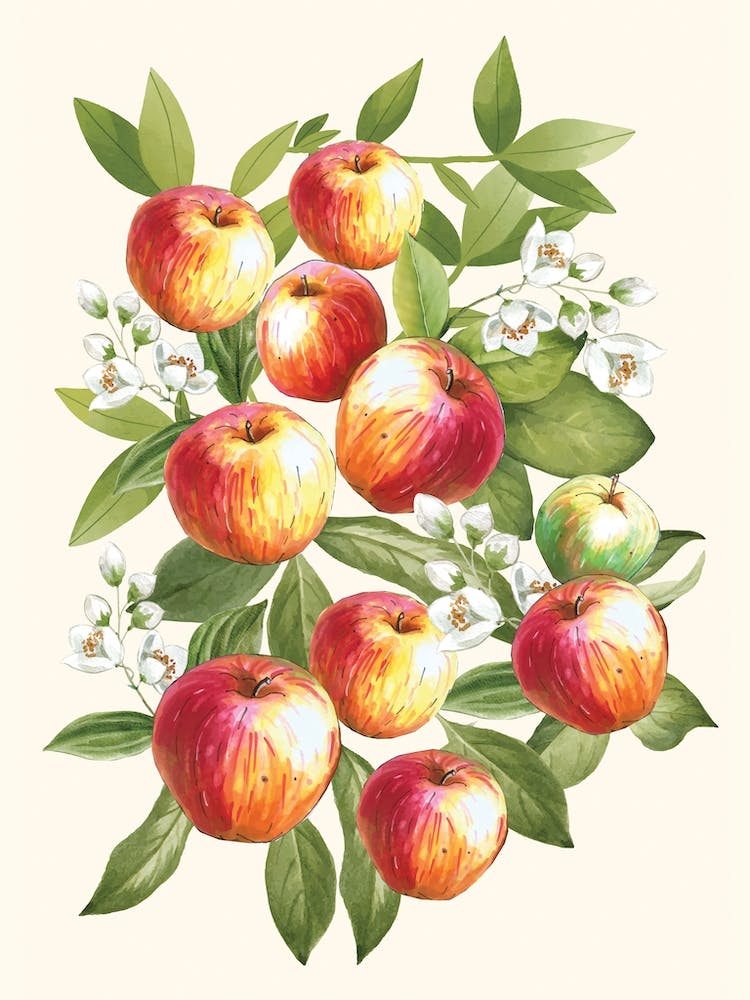 Apples