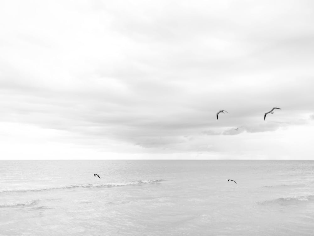 Black And White Seagulls 