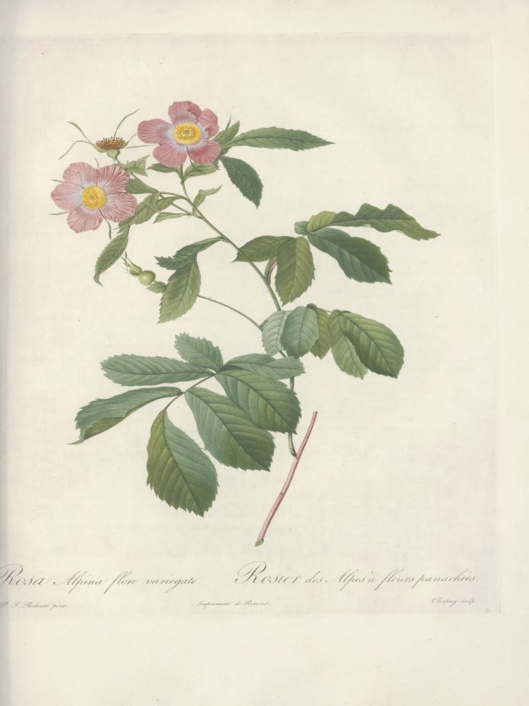 Illustration de Rose, Pierre Joseph Redoute (86)