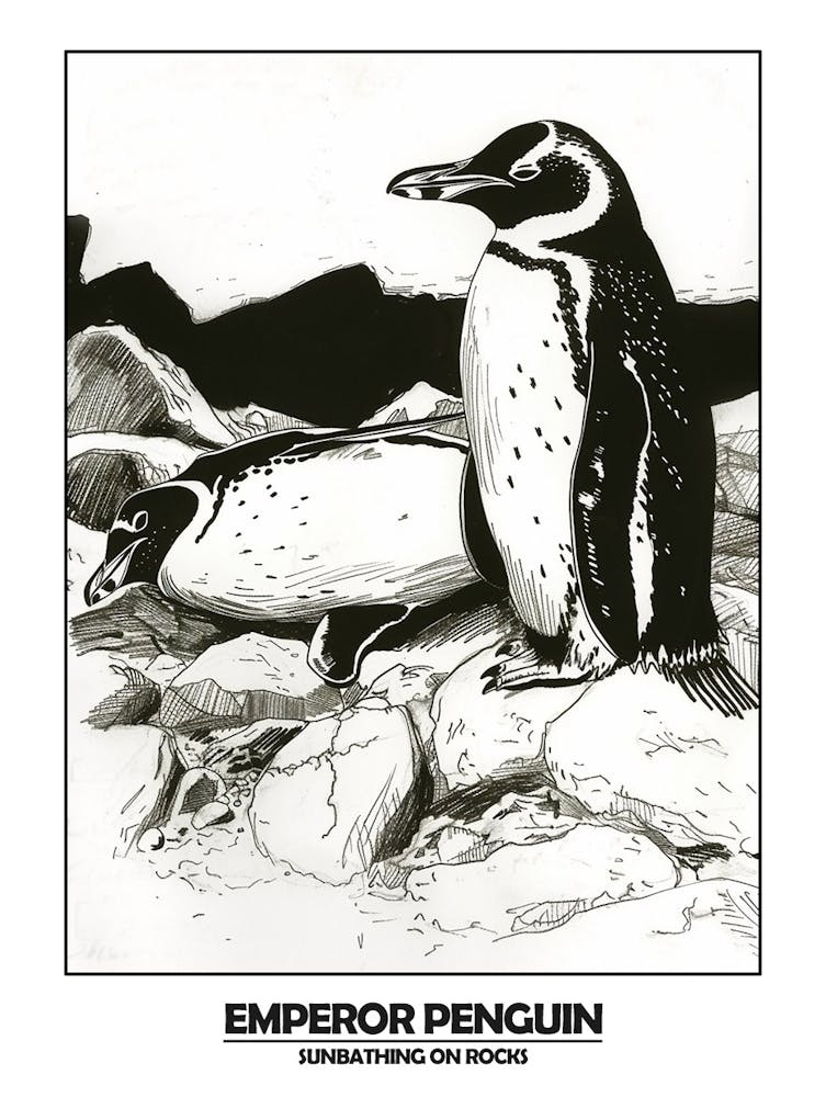 Penguin Sunbathing On Rocks Poster 3