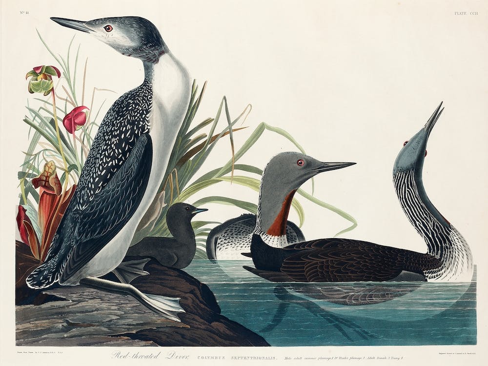 Red Throated Diver, Birds Of America, John James Audubon