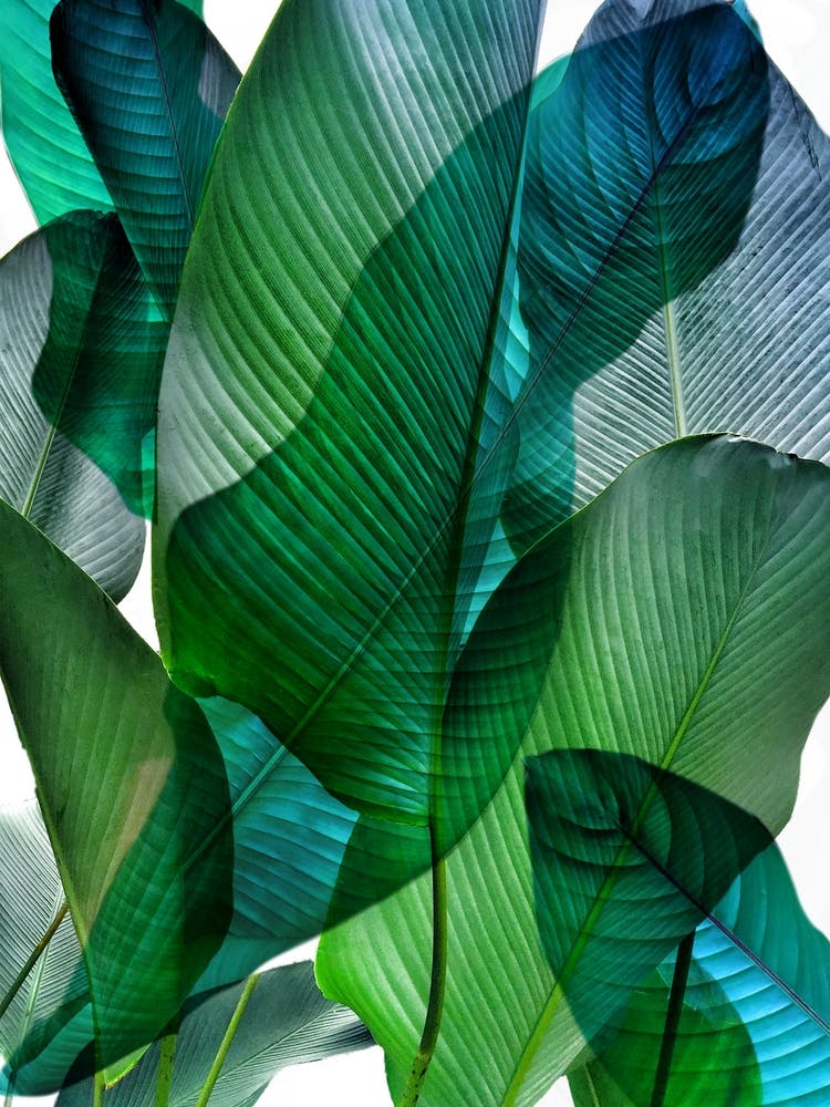 Bali Palm Leaves Blue And Green